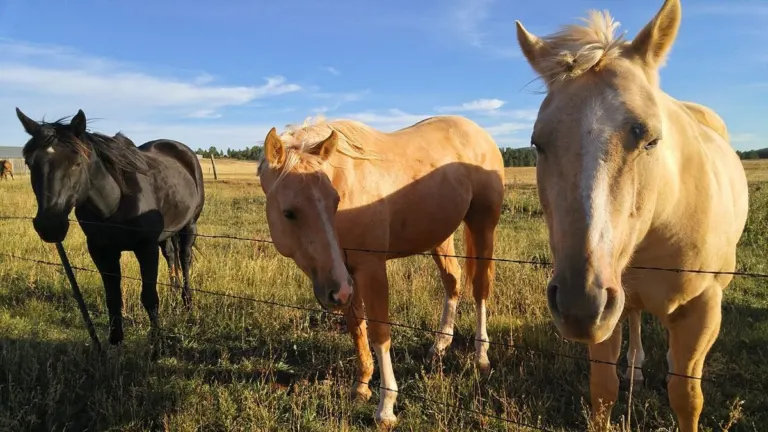 Three horses at a ranch fence