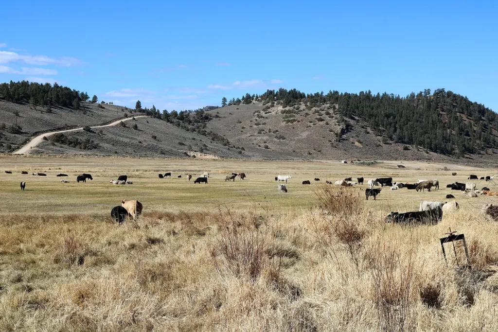Cattle grazing on a ranch pasture in Powderhorn, Colorado