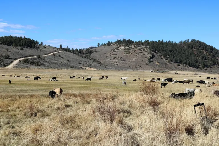 Cattle grazing on a ranch pasture in Powderhorn, Colorado