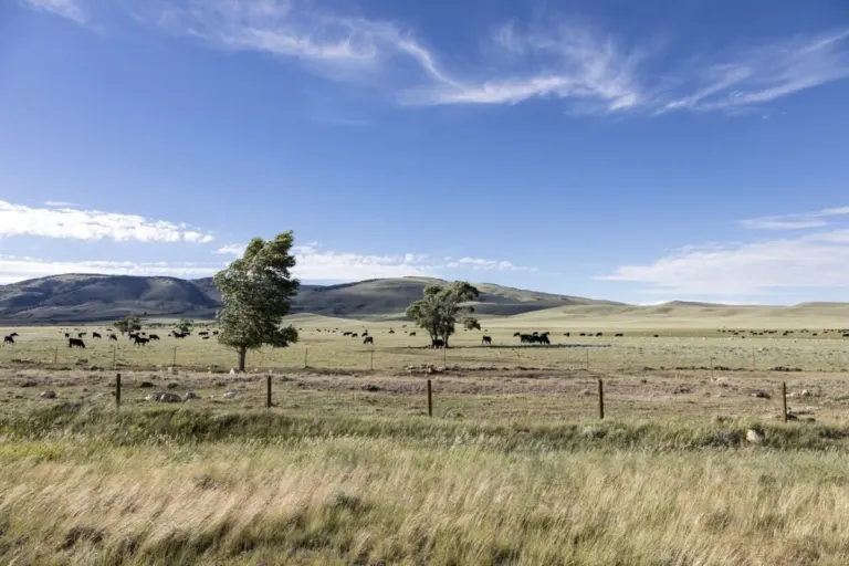 A herd of cattle on the Laramie Plains near Centennial, Wyoming
